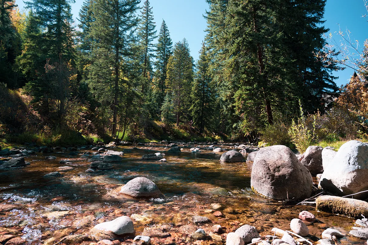 Gore Creek running clear over boulders beneath tall pines in Vail