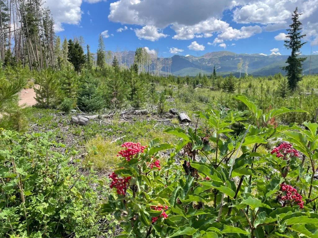 A summer trail meadow with red wildflowers and the Gore Range in the distance
